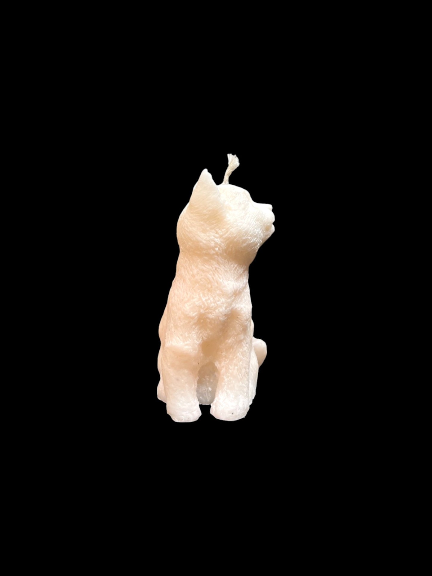 GATTO bianco