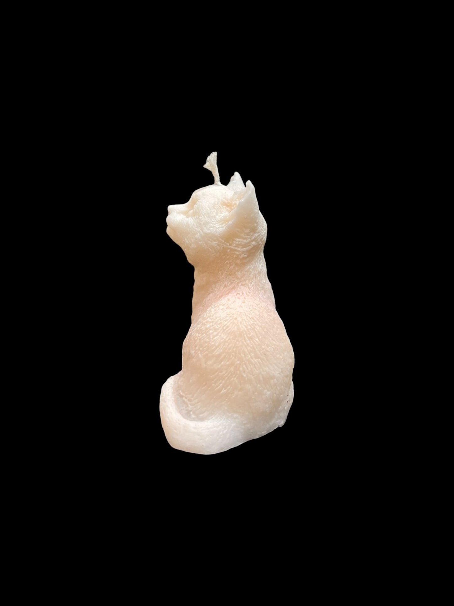 GATTO bianco
