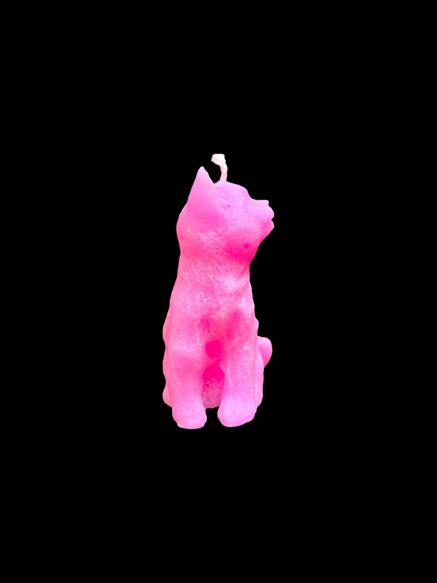 GATTO fucisa