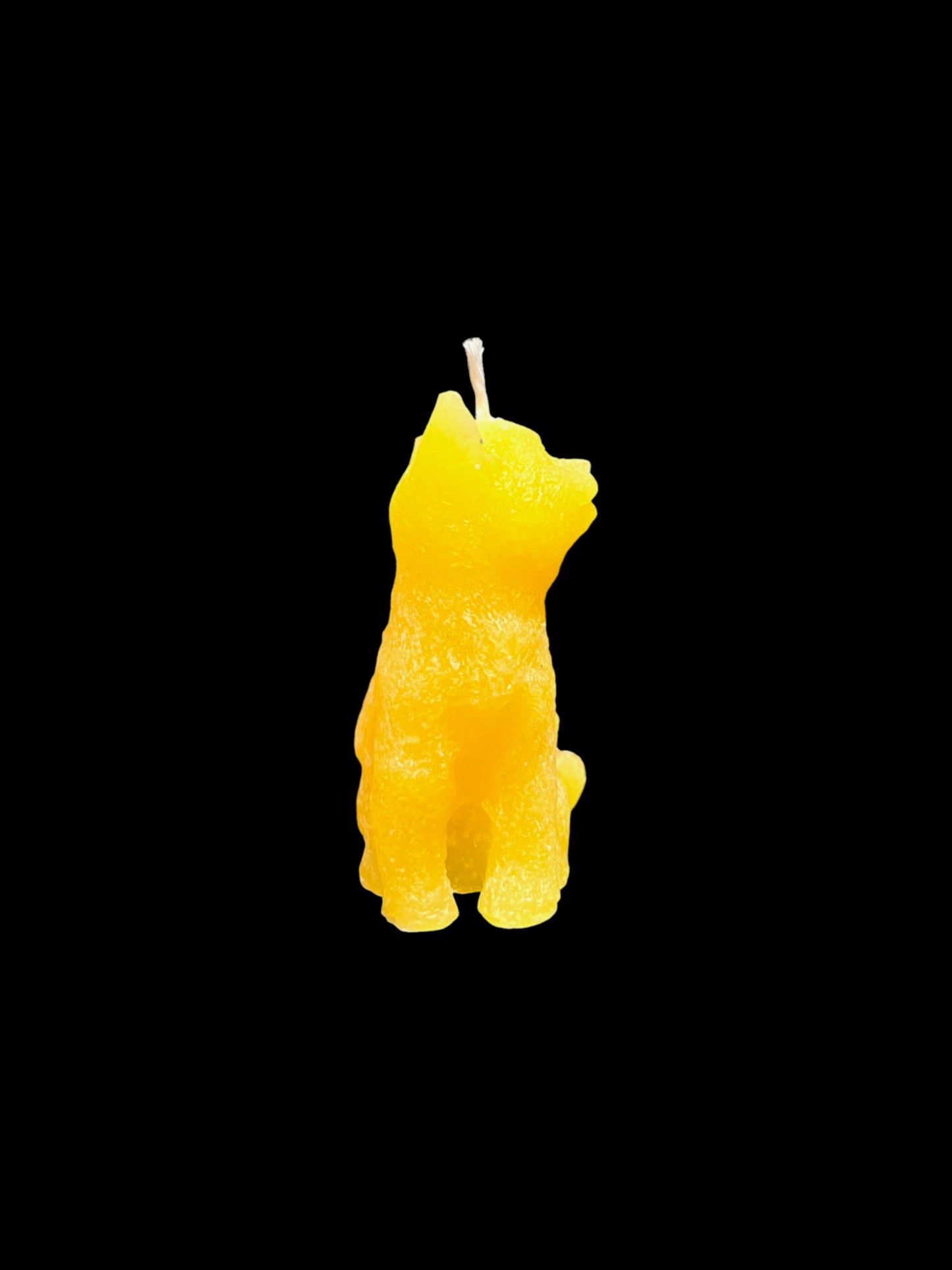 GATTO giallo