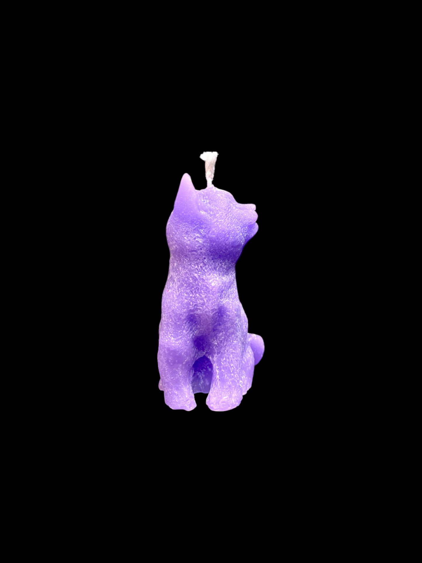 GATTO viola