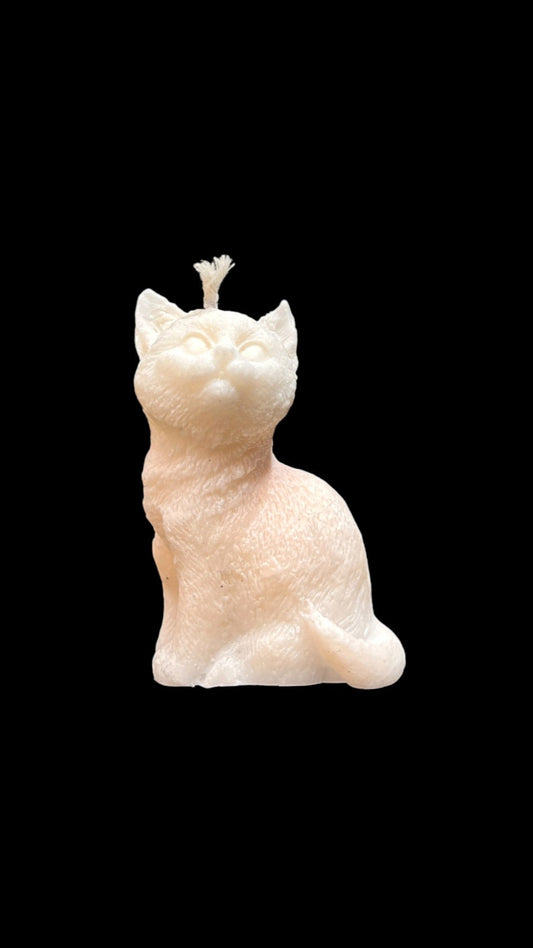 GATTO bianco