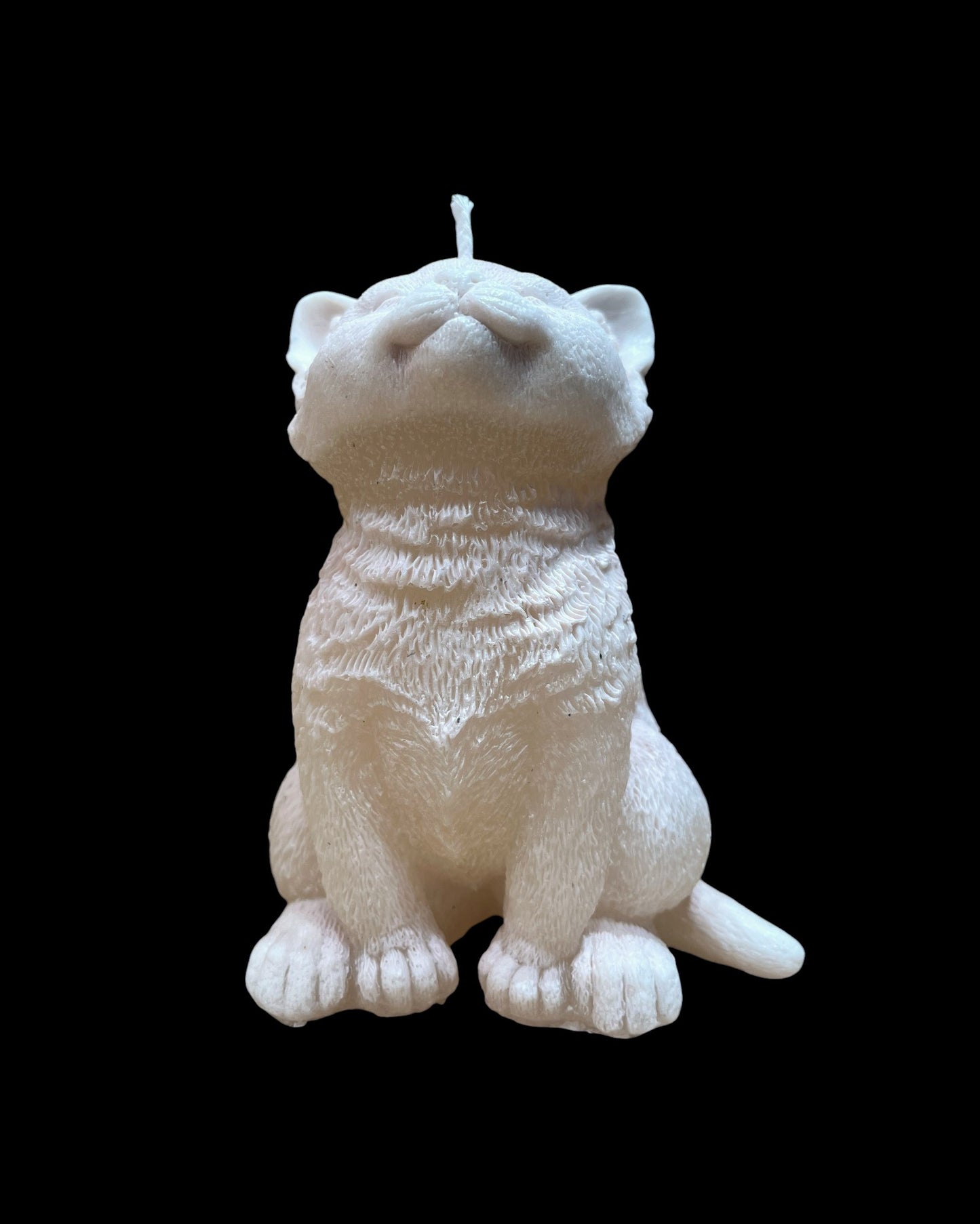 GATTO grande bianco