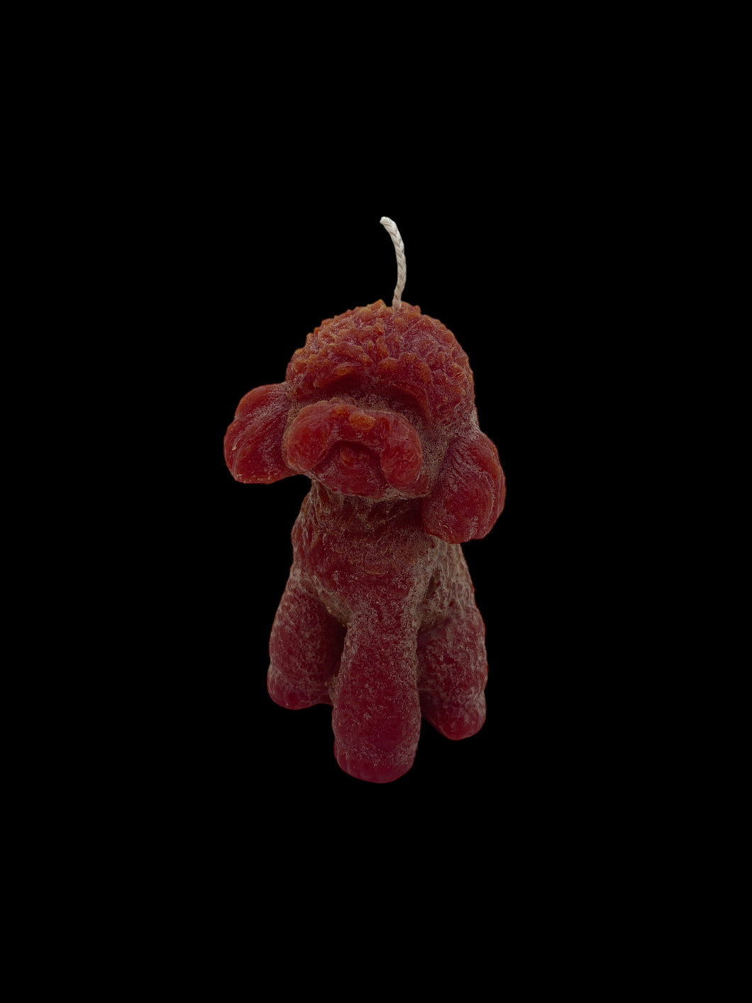 Cane barboncino rosso