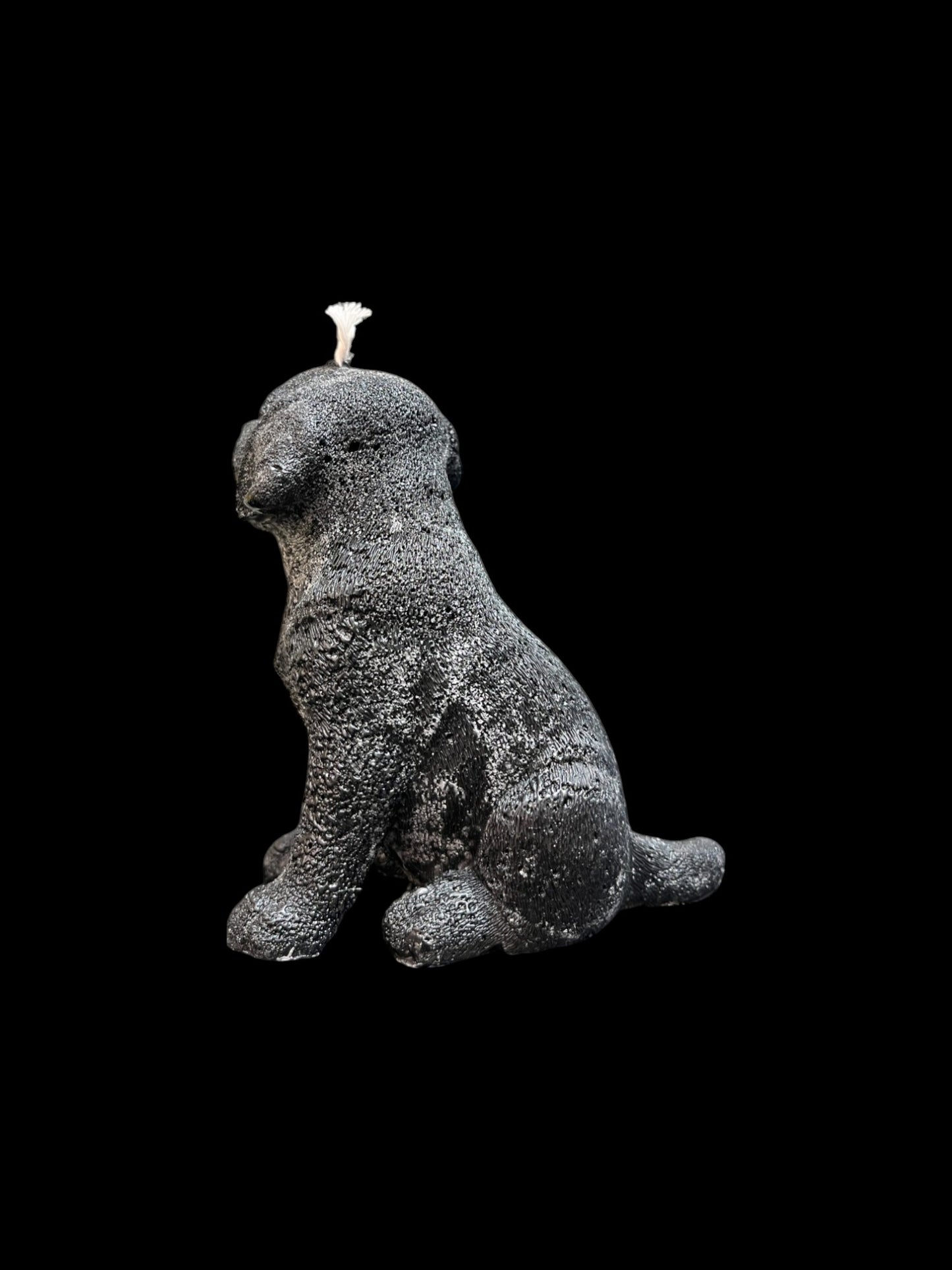 LABRADOR nero