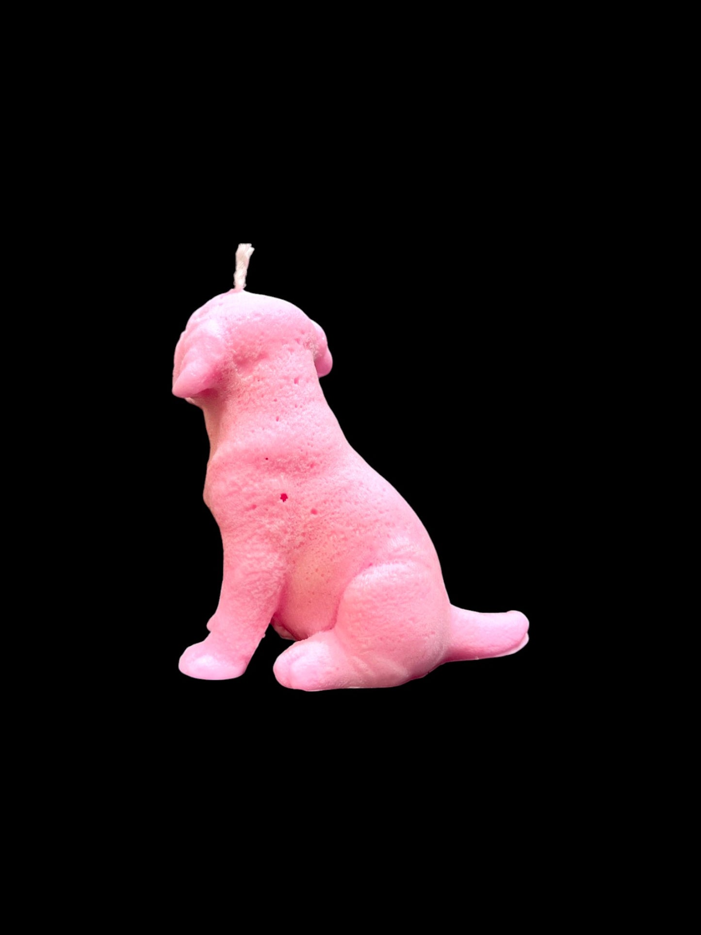 LABRADOR rosa