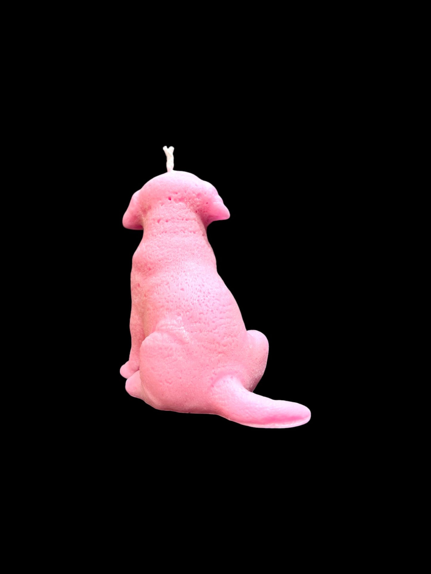 LABRADOR rosa