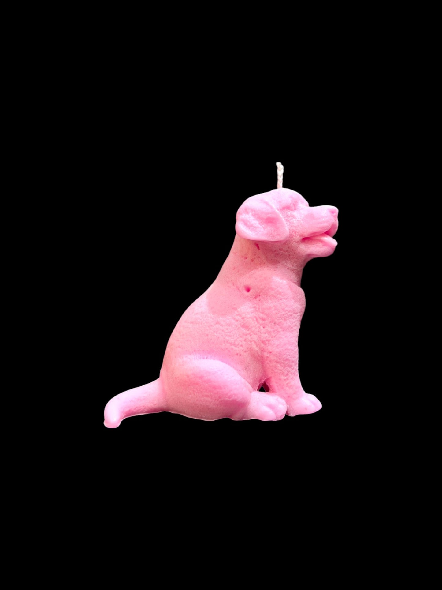 LABRADOR rosa