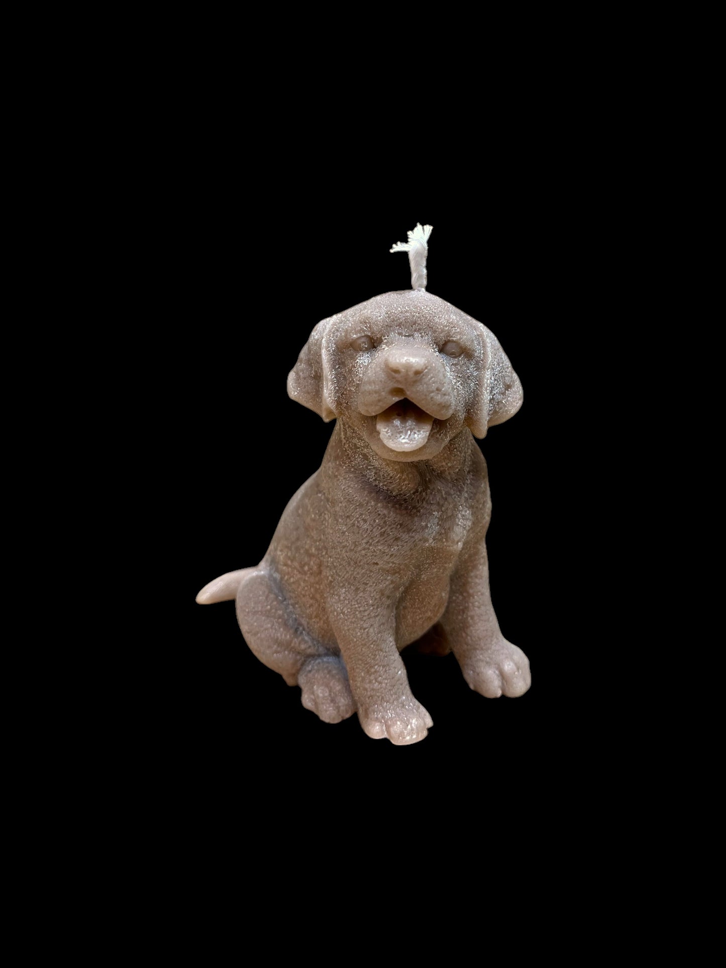 LABRADOR marrone