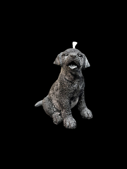 LABRADOR nero