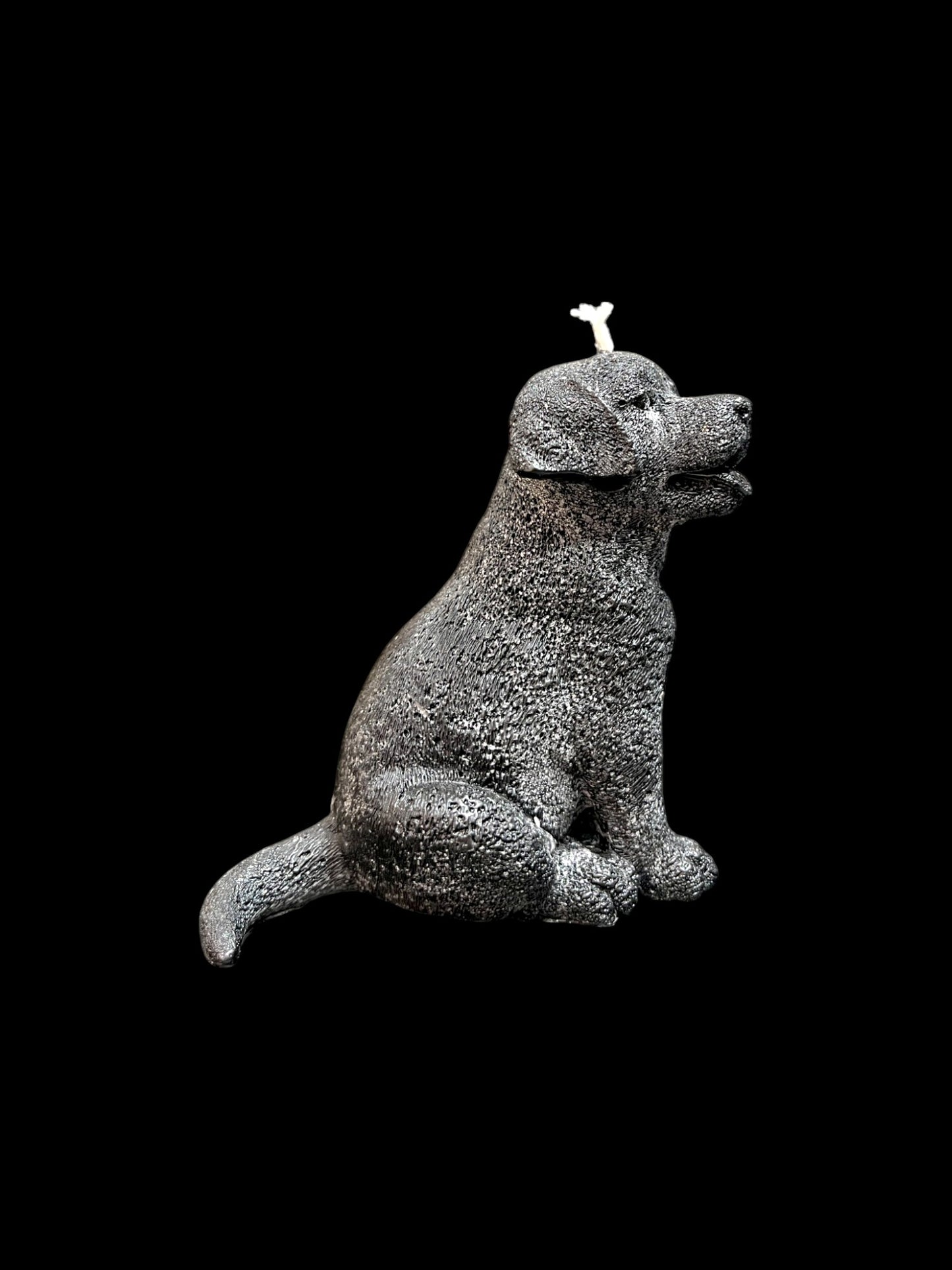 LABRADOR nero