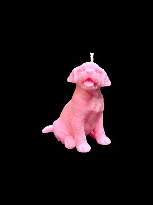 LABRADOR rosa