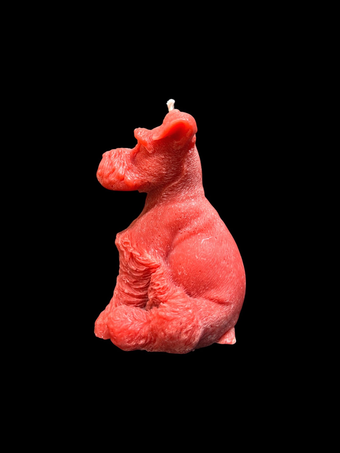 SCHNAUZER rosso