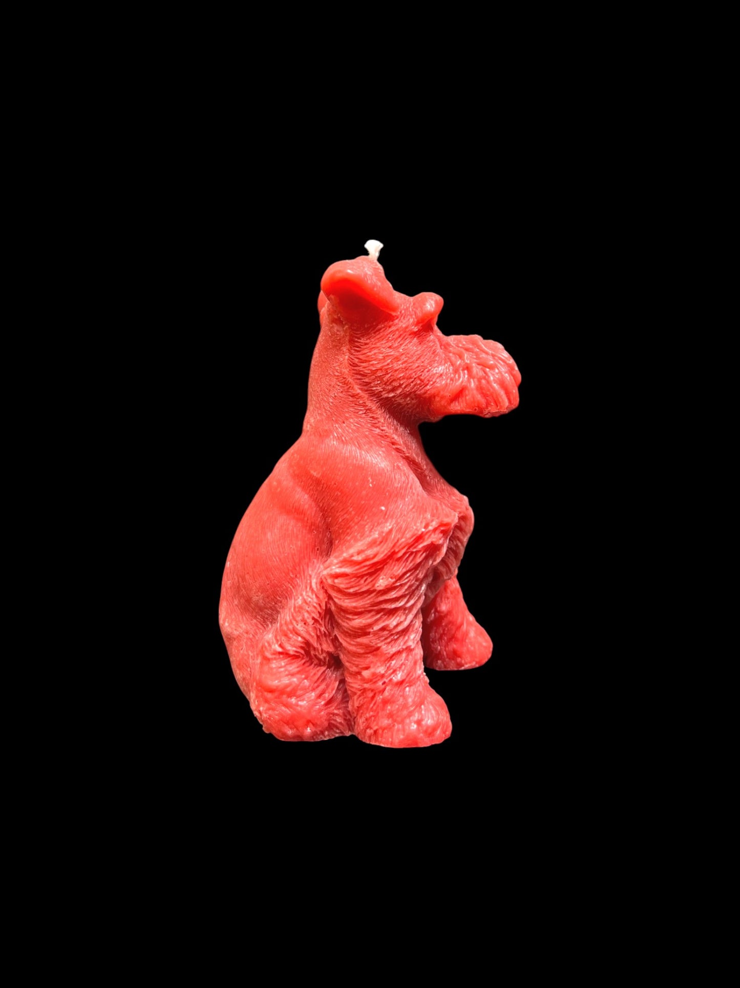 SCHNAUZER rosso