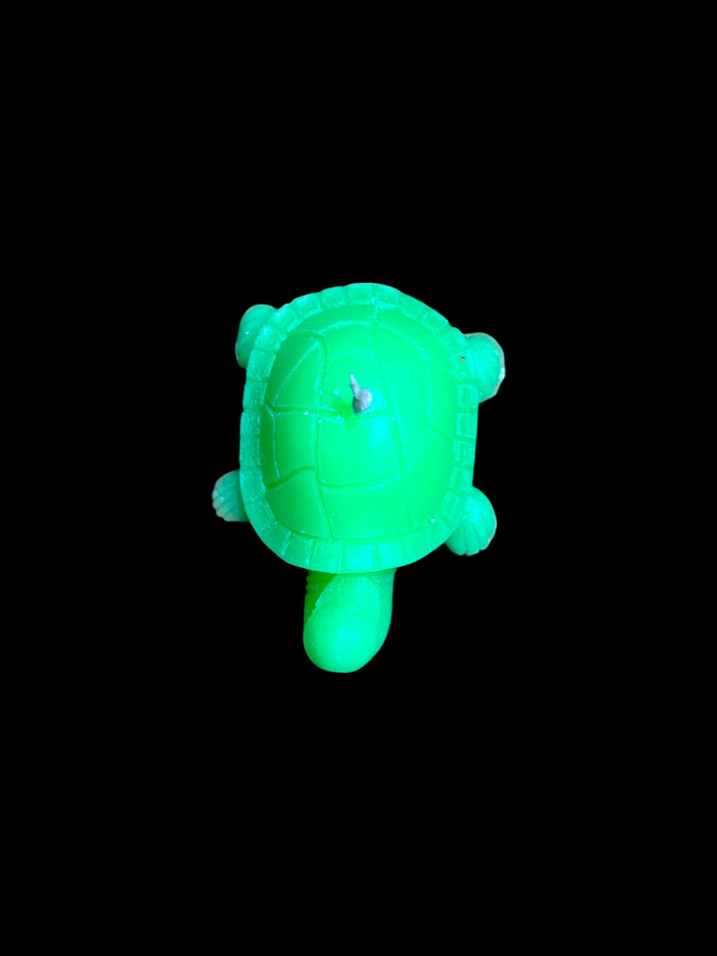 TARTARUGA verde