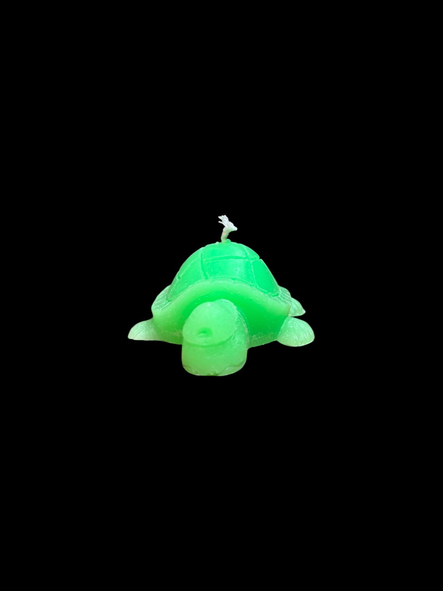 TARTARUGA verde