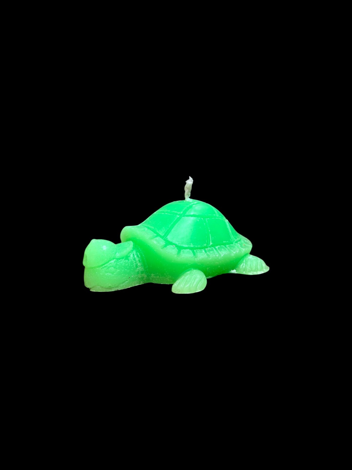 TARTARUGA verde
