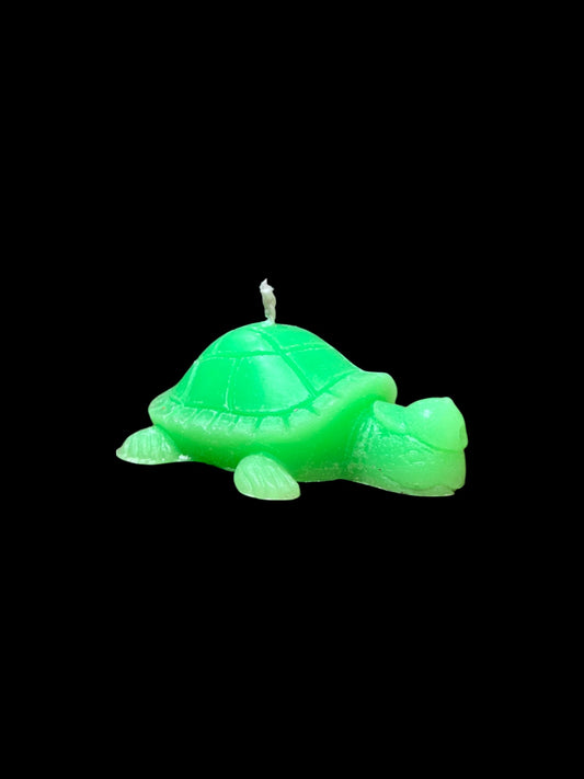TARTARUGA verde