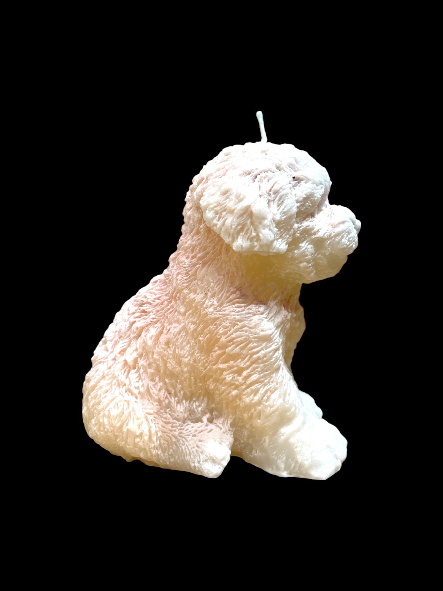 MALTIPOO bianco